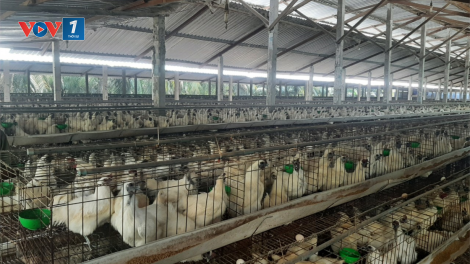 Chăn nuôi gia cầm ở Tiền Giang “tiến thoái lưỡng nan” (14/04/2023)