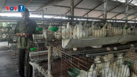 Chăn nuôi gia cầm ở Tiền Giang “tiến thoái lưỡng nan”. (21/04/2023)