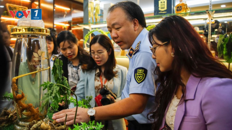 Nhận diện đúng Sâm Ngọc Linh trên thị trường (13/4/2023)