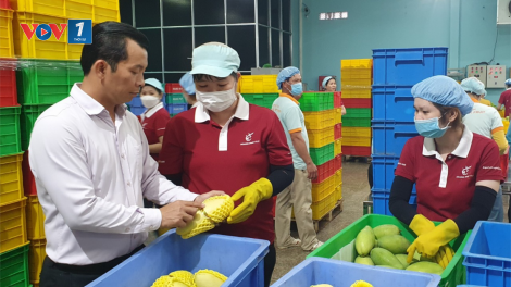 Loạt bài: Mặc “áo giáp” cho nông sản xuất khẩu<br>  Bài 1: Bản quyền giống thanh long và chuyện nguồn gốc nông sản (02/4/2023)