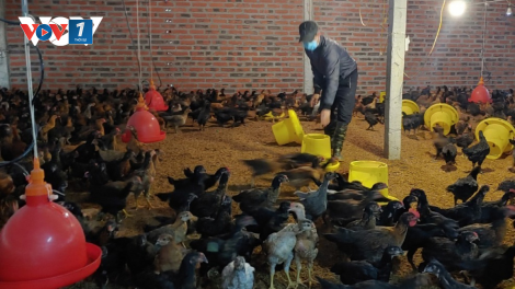 Tháo gỡ khó khăn cho người chăn nuôi gia cầm (30/05/2023)