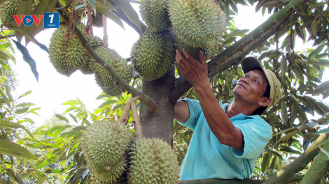 Bùng nổ sầu riêng ở Tây Nguyên: Biết người biết ta trong cuộc cạnh tranh lớn (14/05/2023)
