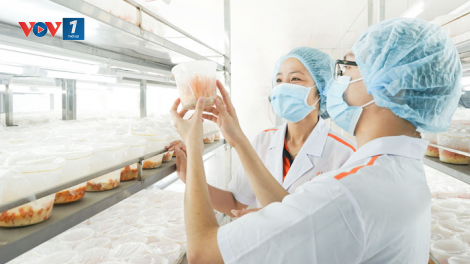 Bài thuốc từ Đông trùng hạ thảo phục hồi sức khỏe cho bệnh nhân bị covid-19 (20/5/2023)