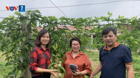 Giới thiệu một số tiến bộ kỹ thuật về giống cây ăn quả (19/06/2023)