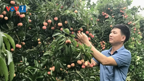 LỤC NGẠN – MÙA KHÔNG NGỦ (22/06/2023)