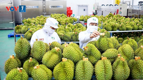 THỜI SỰ 21H30 ĐÊM 23/6/2023: Việt Nam dự kiến, kim ngạch xuất khẩu rau củ quả đạt 4 tỷ USD trong năm nay