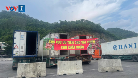 Lạng Sơn tạo điều kiện thuận lợi cho vải thiều xuất khẩu. (24+25/06/2023)