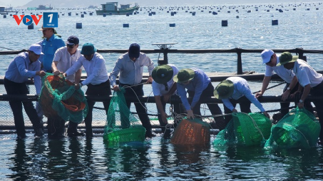 Nuôi biển công nghiệp gắn bảo vệ môi trường, tích hợp phát triển đa ngành (05/07/2023)