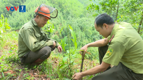 Bắc Kạn: Tập trung khắc phục diện tích rừng trồng bị ảnh hưởng do nắng hạn (25/07/2023)