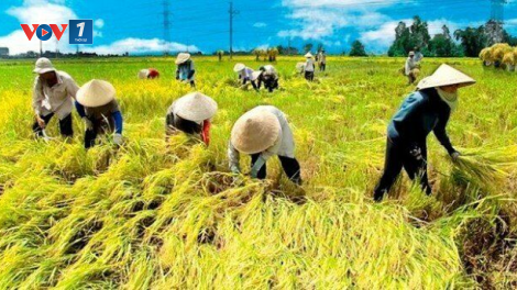 Ấn Độ cấm xuất khẩu gạo tác động sao đến ngành lúa gạo trong nước? (29+30/07/2023)
