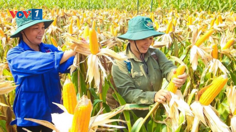 Kiến thức trồng và chăm sóc cây ngô vụ hè thu (18/07/2023)
