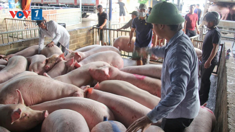 Giải pháp cho lĩnh vực chăn nuôi lợn 6 tháng cuối năm 2023 (28/07/2023)
