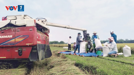 Thái Bình: Tiêu thụ nông sản bền vững rất cần doanh nghiệp liên kết (13/7/2023)
