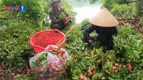 Bắc Giang Bắc Giang: tiêu thụ vải thiều gắn với quảng bá thương hiệu (20/07/2023)