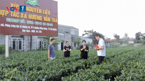 Thái Nguyên đa dạng các hướng sản xuất và tiêu thụ sản phẩm chè (11/7/2023)
