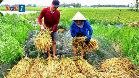Khắc phục thiệt hại sau mưa lũ ở Tây Nguyên và Tây Nam Bộ (3/8/2023)