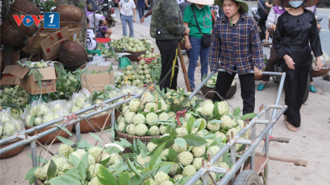 Na Chi Lăng: Quả ngọt miền biên viễn (25/08/2023)