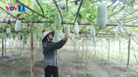 Thu nhập cao từ mô hình bí xanh VietGAP (01/08/2023)
