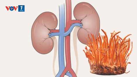 Thận yếu ảnh hưởng tới sinh lý và bài thuốc từ Đông trùng hạ thảo đối với các bệnh về thận (12/8/2023)