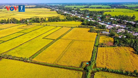 Giảm phát thải khí nhà kính trong trồng lúa hướng tới tăng trưởng xanh (14/9/2023)