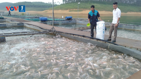 Phòng chống dịch bệnh thủy sản mùa mưa lũ (17/09/2023)