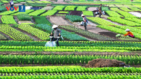 Sản xuất cây vụ đông 2023 - đột phá nhờ ứng dụng công nghệ (19/09/2023)