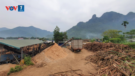 Bắc Kạn: Người trồng rừng và doanh nghiệp chế biến thất thế ngay trên “sân nhà” (26/09/2023)
