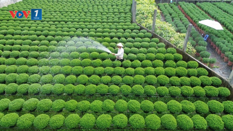 “Vương quốc hoa kiểng” Chợ Lách, tỉnh Bến Tre hối hả vụ mùa Tết (08/01/2023)