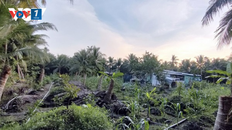 Nông dân Tiền Giang “mơ làm giàu” ồ ạt phá bỏ nhiều cây đặc sản chuyển sang trồng cây sầu riêng (17/01/2024)