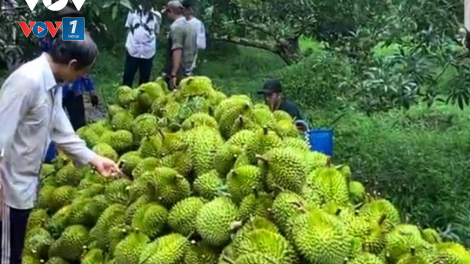 Vượt khó khăn, xuất khẩu rau quả ghi dấu ấn kỷ lục (06+07/01/2024)