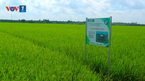 Sản xuất lúa giảm phát thải, tăng thêm thu nhập nông dân (18/10/2024)