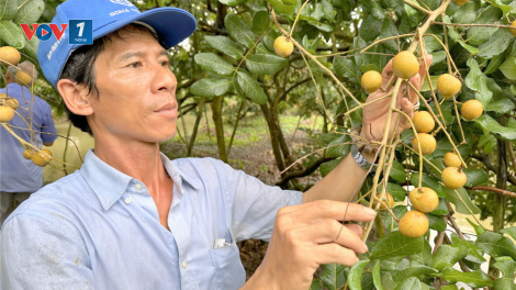 Xuất khẩu nông sản bứt phá từ chuỗi liên kết vùng nguyên liệu. (31/10/2024)