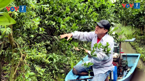 Hàng ngàn hộ trồng cam sành ở Trà Vinh lao đao vì giá lao dốc (22/10/2024)