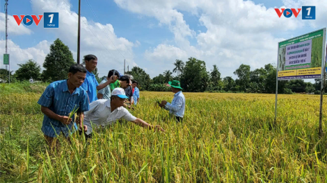 Hậu Giang: Ứng dụng nấm trắng, nấm xanh phòng trừ sinh vật gây hại trên lúa mang lại hiệu quả cao (24/10/2024)