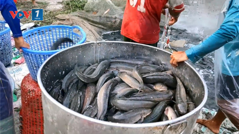 Cung vượt cầu, hàng ngàn hộ nuôi cá lóc ở Trà Vinh đối mặt với thua lỗ (25/10/2024)