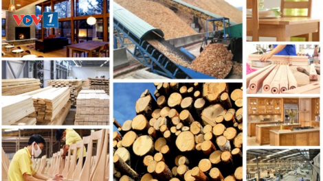 Cân đối nguồn nguyên liệu gỗ phục vụ chế biến và xuất khẩu sau thiệt hại của bão số 3 (20/10/2024)