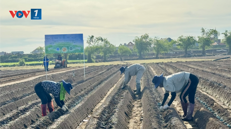 Liên kết trồng khoai tây công nghệ cao: tiềm năng cho vụ Đông ở miền Bắc (01/11/2024)