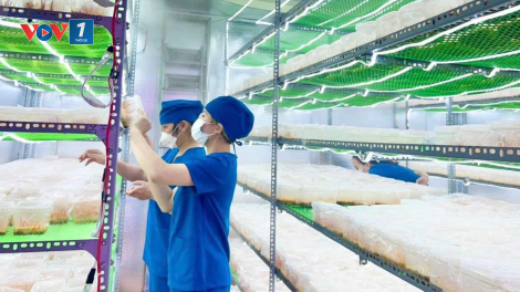 Nâng cao hiệu quả sản xuất cho hợp tác xã tại Kon Tum nhờ ứng dụng khoa học công nghệ (29/10/2024)