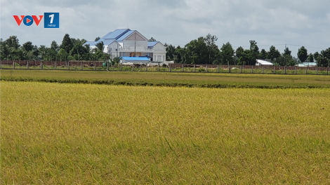 Canh tác lúa thông minh – giải pháp sản xuất thích ứng biến đổi khí hậu (21/10/2024)