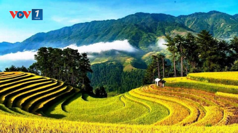 Cung đường "mùa vàng" ở vùng núi Tây Bắc