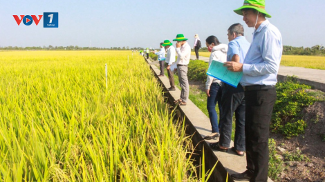 Đồng bằng sông Cửu Long: cần tập trung nghiên cứu giống lúa thích ứng với hạn mặn (23/10/2024)