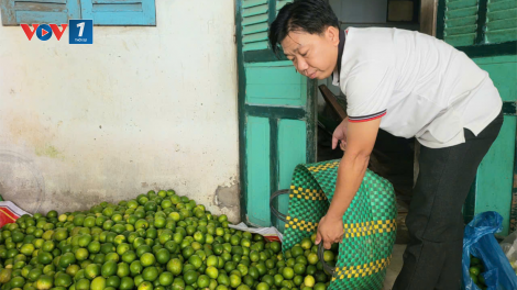 Hậu Giang: Nông dân trồng chanh không hạt có lợi nhuận thấp do giá giảm sâu (28/10/2024)