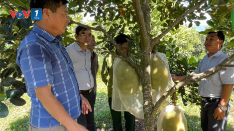 Chuyển đổi cơ cấu cây trồng – Những mô hình thành công (30/11/2024)