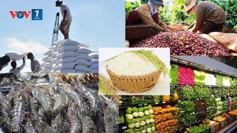 Chế biến sau thu hoạch, tạo phát triển bền vững nông sản xuất khẩu (08/11/2024)