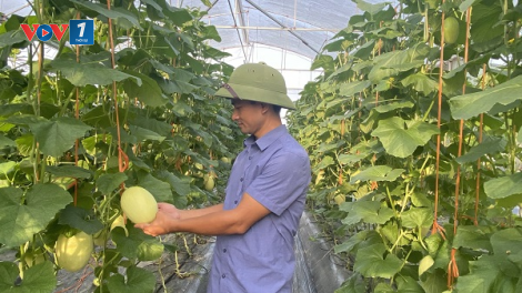 Giải pháp nâng cao hiệu quả công tác khuyến nông (23/11/2024)