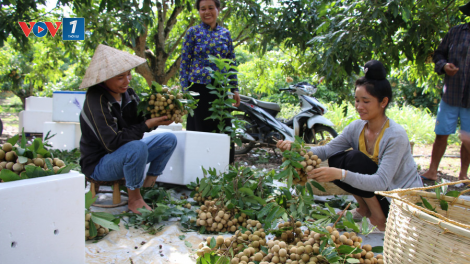 Sông Mã xoá nghèo từ trồng cây ăn quả (20/11/2024)