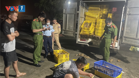 Thủ tướng Chính phủ yêu cầu xử lý nghiêm các trường hợp buôn bán lợn, các sản phẩm lợn bệnh, không rõ nguồn gốc xuất xứ (08/11/2024)