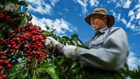 Loạt bài "Nông nghiệp Việt Nam: Đột phá từ tư duy phát triển"- Bài 3: "Nền nông nghiệp tử tế" (14/11/2024)