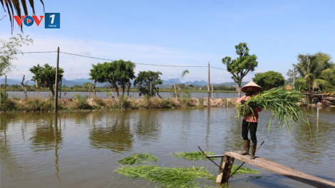 Chăn nuôi tuần hoàn giảm phát thải khí nhà kính, hướng đến nông nghiệp xanh (28/11/2024)
