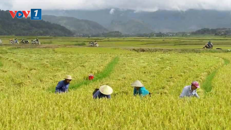 Đổi thay trên những bản làng dân tộc thiểu số ở Lai Châu (15/11/2024)